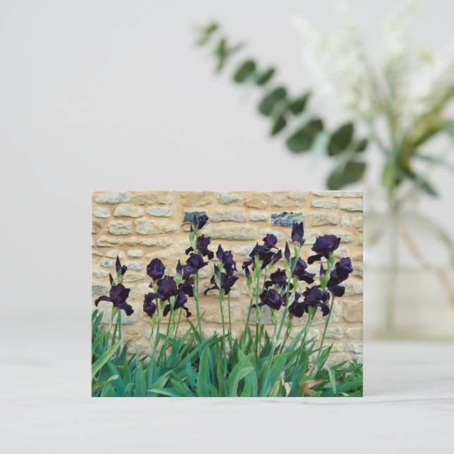 Carte Postale Iris à poils (Debout devant)