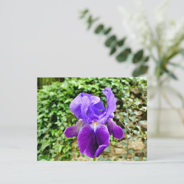 Carte Postale Iris à poils (Debout devant)