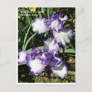Carte Postale Iris à poils violet et blanc