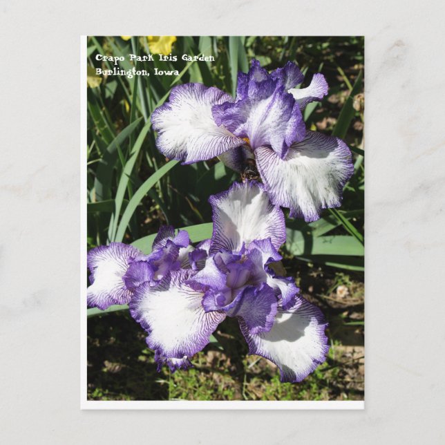 Carte Postale Iris à poils violet et blanc (Devant)