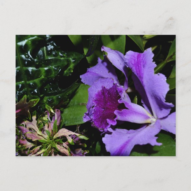 Carte Postale Iris à poils violets dans un jardin botanique (Devant)