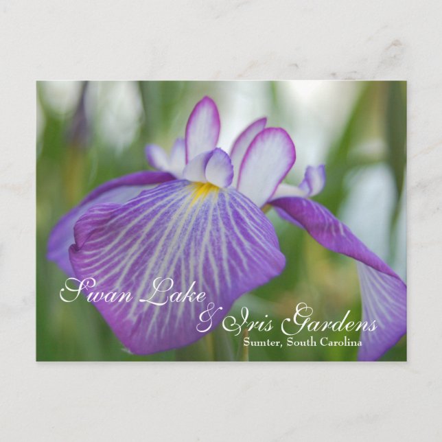 Carte Postale Iris à Swan Lake, Sumter SC (Devant)
