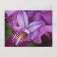 Iris allemands à poils