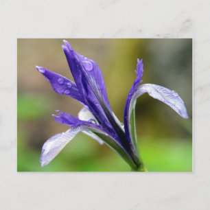 Carte Postale Iris après la pluie
