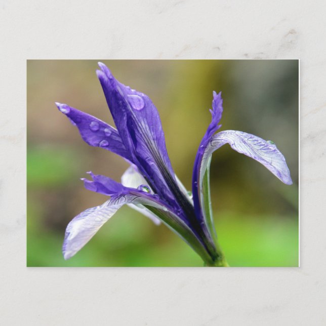 Carte Postale Iris après la pluie (Devant)