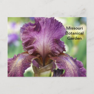 Carte Postale Iris au Missouri Botanical Garden