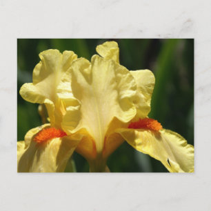 Carte Postale Iris Beauty