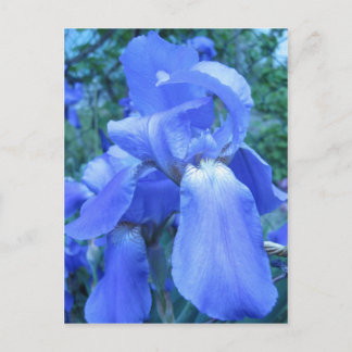 Carte Postale Iris bleu