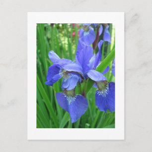 Carte Postale iris bleu