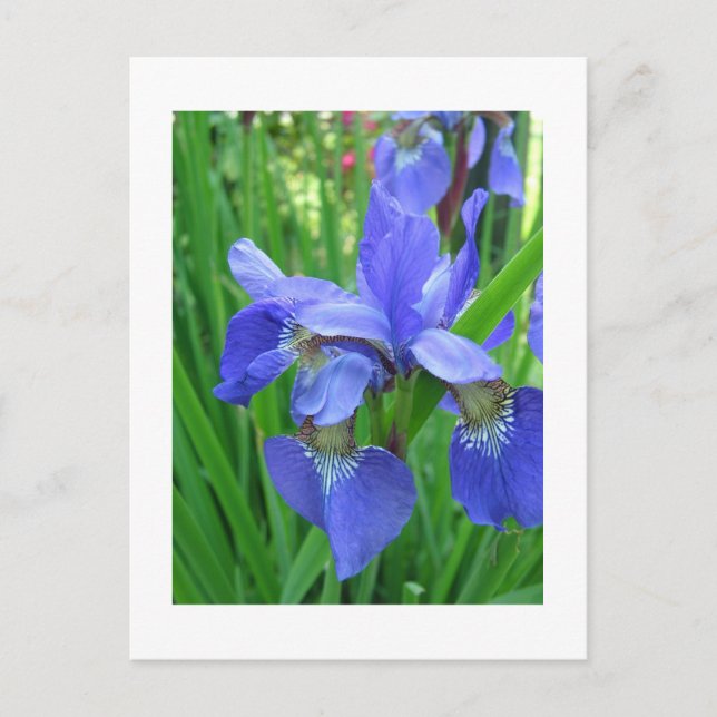 Carte Postale iris bleu (Devant)