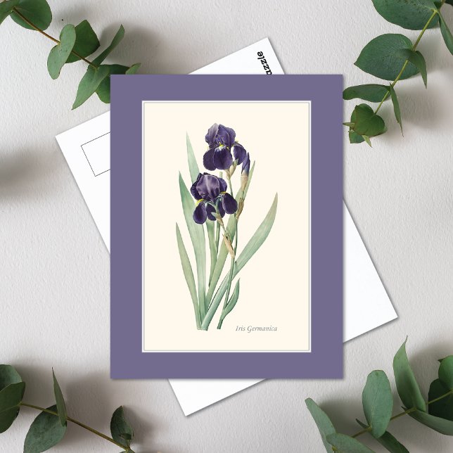 Carte Postale Iris Botanical Redoute (Créateur téléchargé)