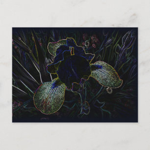 Carte Postale Iris brillant