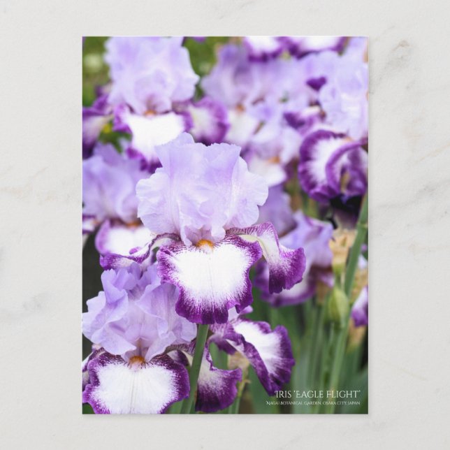 Carte Postale Iris "Eagle Flight" [Carte Postale] (Devant)