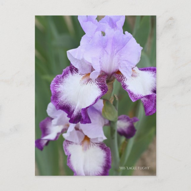 Carte Postale Iris ‘Eagle Flight’ [Carte Postale] ポ Rechercher ー (Devant)