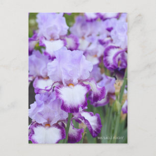 Carte Postale Iris ‘Eagle Flight’ [Carte Postale] ポ Rechercher ー