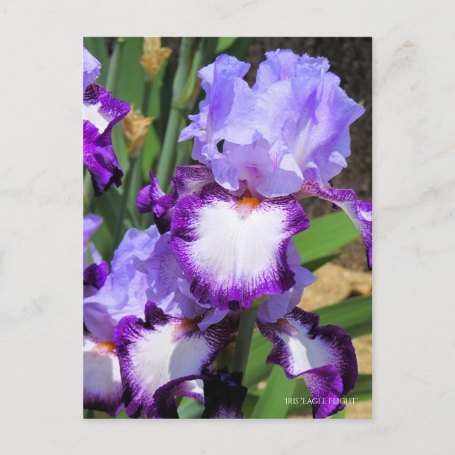 Carte Postale Iris ‘Eagle Flight’ [Carte Postale] ポ Rechercher ー (Devant)