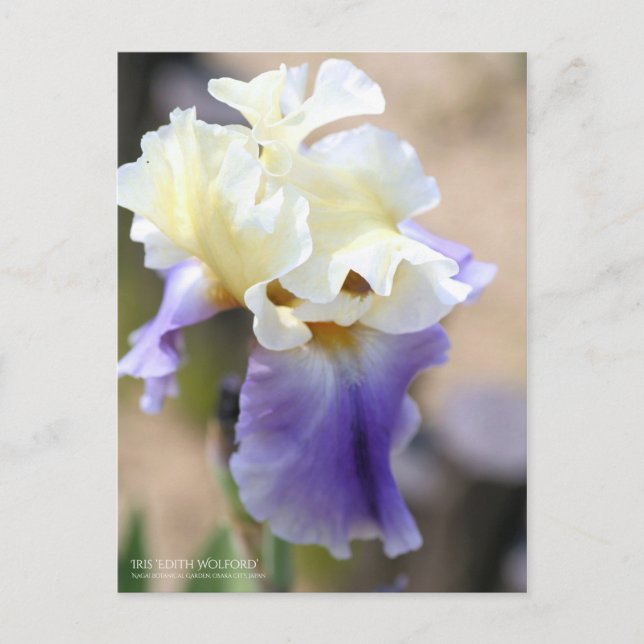 Carte Postale Iris "Edith Wolford" [Carte postale] (Devant)