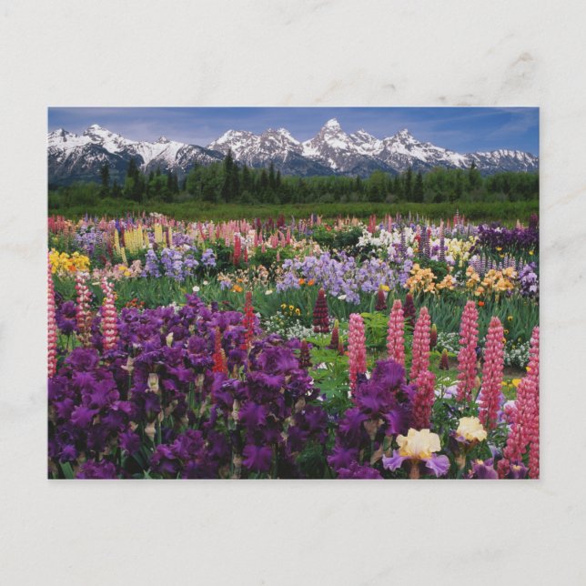 Carte Postale Iris et Lupine jardin et Teton Range, (Devant)