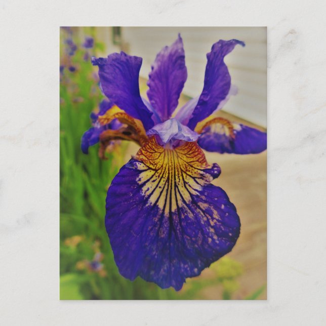 Carte Postale Iris Fleur de Lys bleu Canada Québec (Devant)