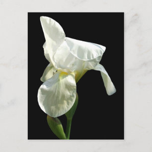 Carte postale iris Flower