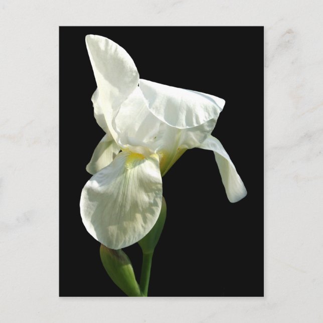 Carte postale iris Flower (Devant)
