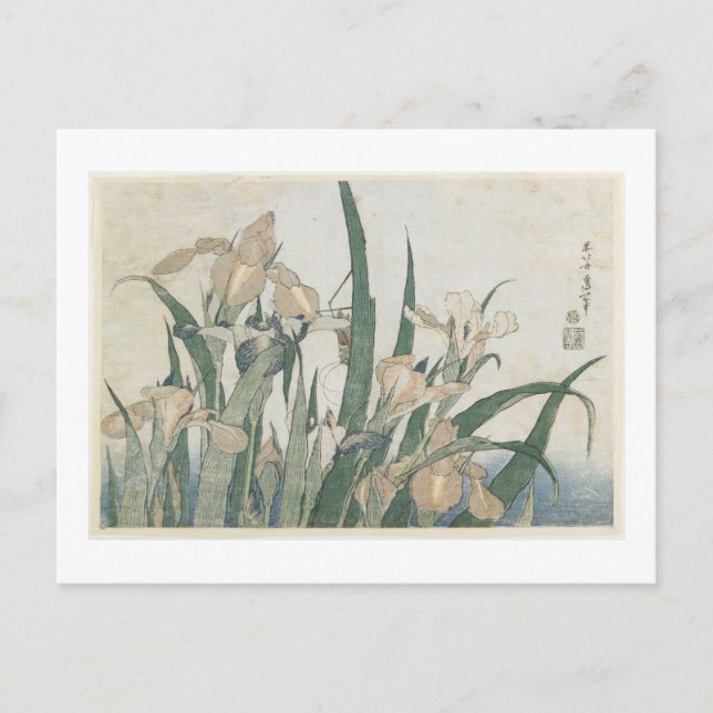 Carte Postale Iris Flowers and Grasshopper, c.1830-31 (Devant)