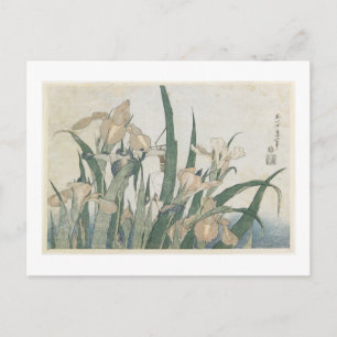 Carte Postale Iris Flowers and Grasshopper, c.1830-31