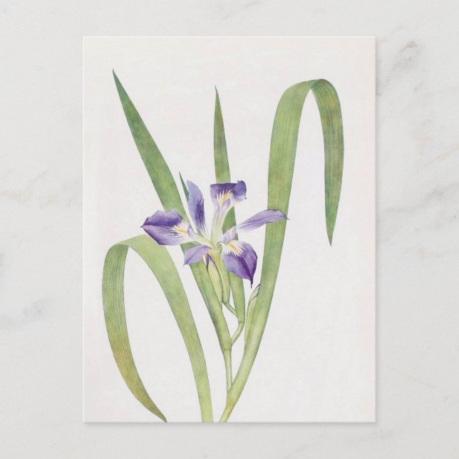 Carte Postale Iris Foliosa par William Dykes (Devant)