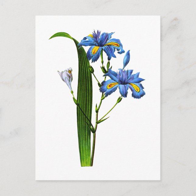 Carte Postale Iris Frangee par Joseph Pierre Redoute (Devant)