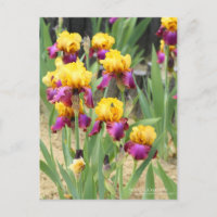 Iris "Gala Madrid" [Carte postale]