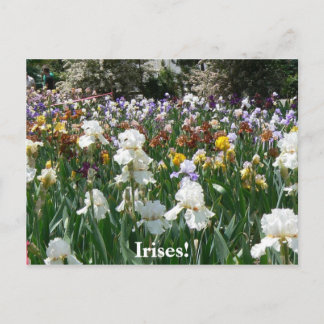 Carte Postale Iris Garden 4