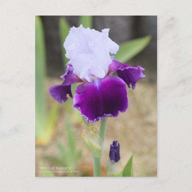 Carte Postale Iris "Gay Parasol" [Carte Postale] (Devant)