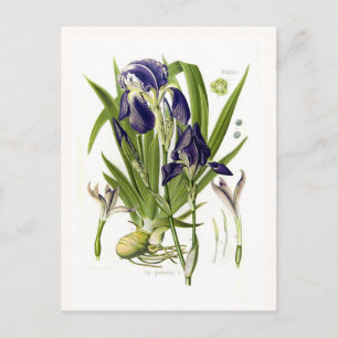 Carte Postale Iris germanica
