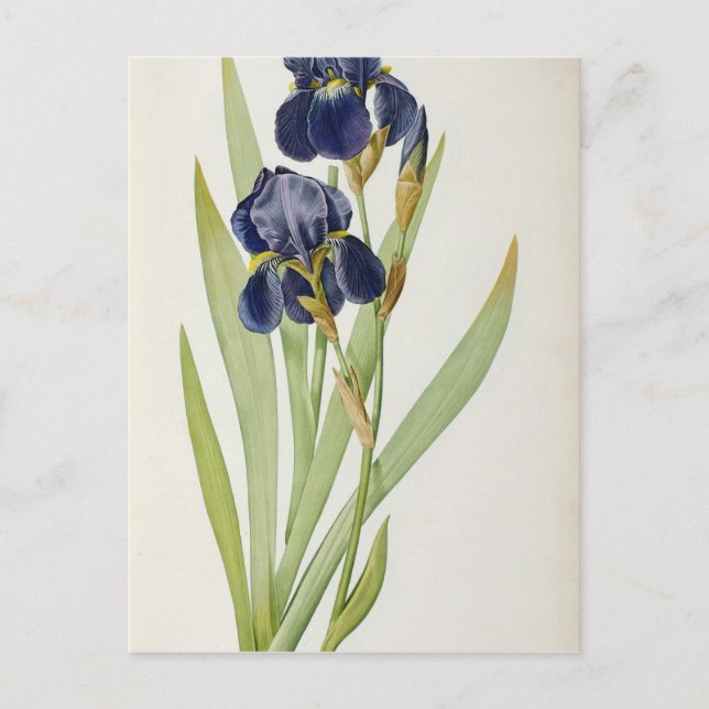 Carte Postale Iris Germanica, de "Les Liliacées", 1805 (Devant)