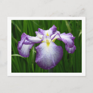 Carte Postale Iris japonais