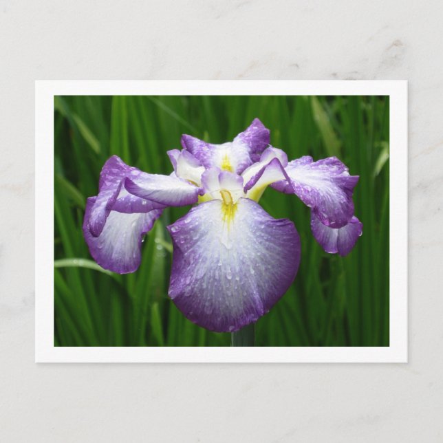 Carte Postale Iris japonais (Devant)