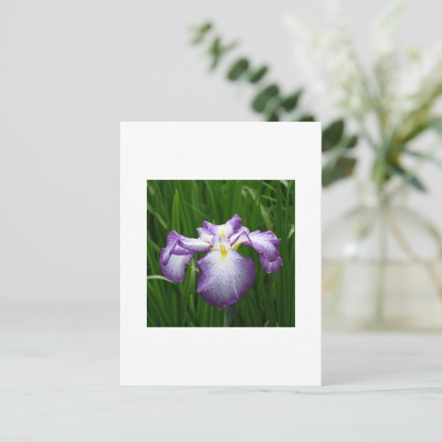 Carte Postale Iris japonais (Debout devant)