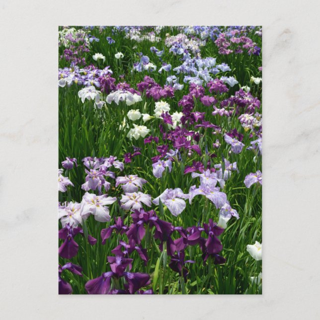 Carte Postale Iris japonais : Tokyo, Japon (Devant)