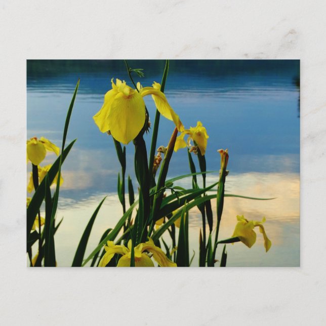 Carte Postale Iris jaune à Lake Shore (Devant)