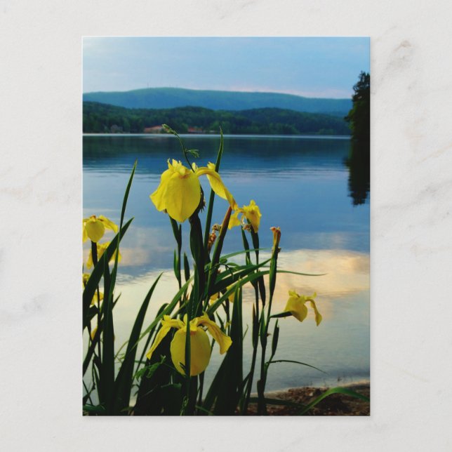 Carte Postale Iris jaune à Lake Shore (Devant)