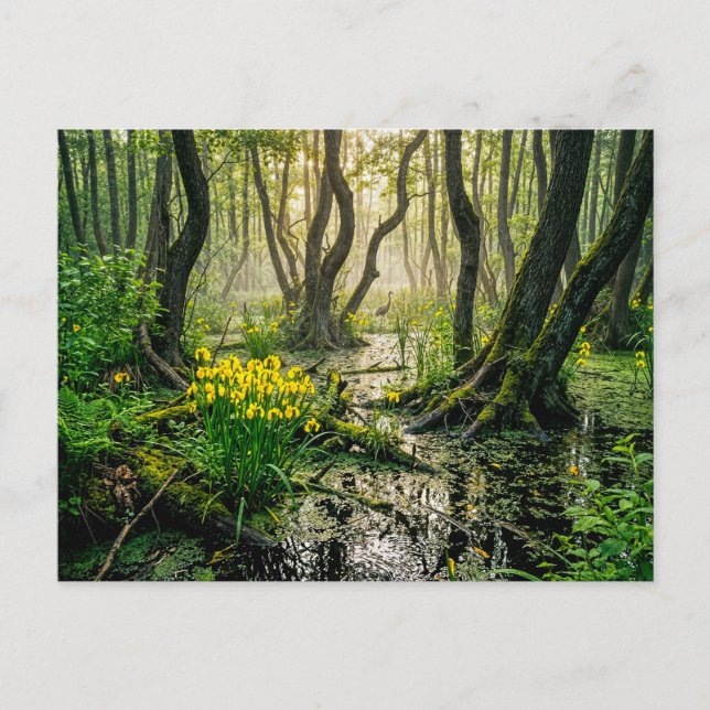 Carte Postale Iris jaunes dans un marais avec une grue (Devant)