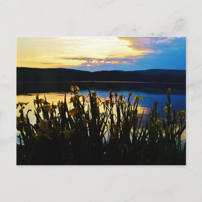 Carte Postale Iris jaunes sur la rive du lac Arrowhead (Devant)