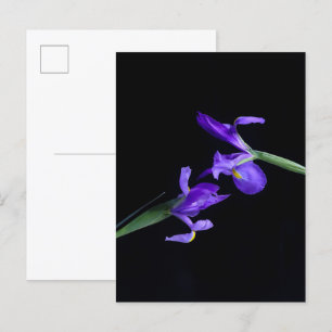 Carte postale Iris Lovers