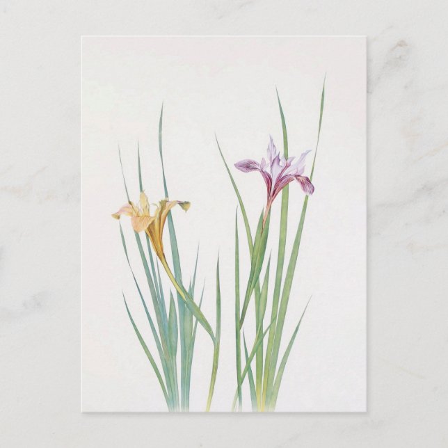 Carte Postale Iris Macrosiphon par William Dykes (Devant)