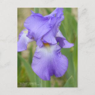 Carte Postale Iris ‘Mary Frances’ [Carte Postale]