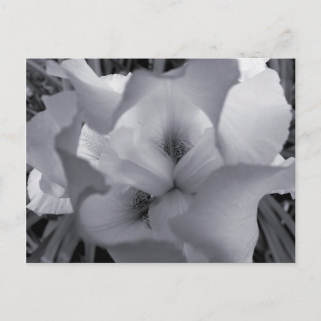 Carte postale Iris noir et blanc (Devant)