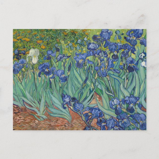 Carte Postale Iris, Peinture à l'huile de fleurs, Vincent Van Go (Devant)
