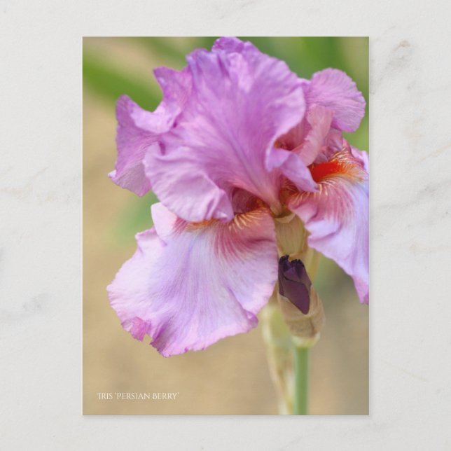 Carte Postale Iris ‘Persian Berry’ [Carte Postale] ポ ー ド (Devant)
