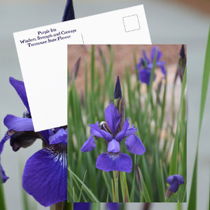 Carte Postale Iris Pourpre Botanique Floral Photographique