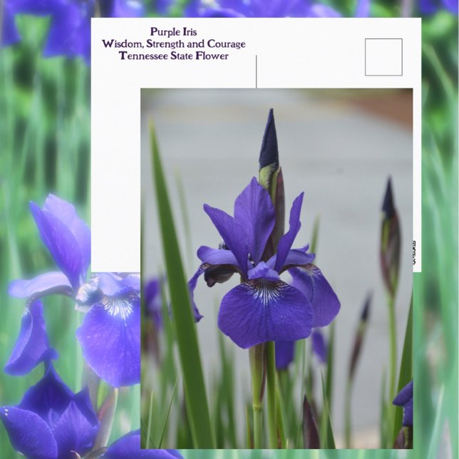 Carte Postale Iris Pourpre Fleur Botanique Photographique (Créateur téléchargé)